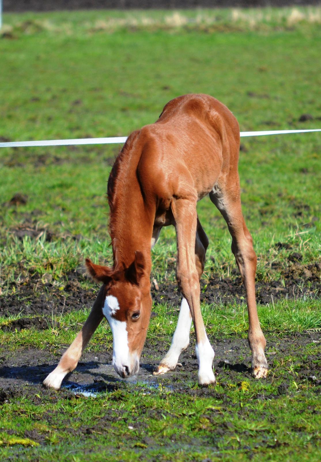 DSP Lykkebo Césanne billede 13