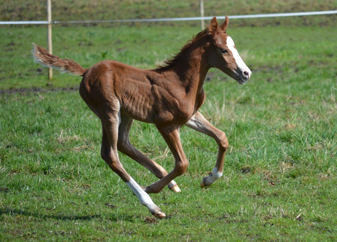 DSP Lykkebo Césanne billede 14