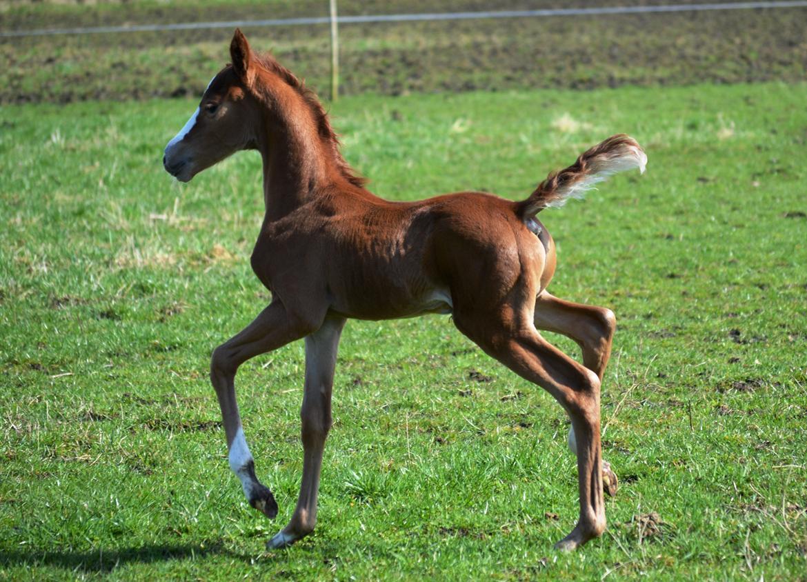 DSP Lykkebo Césanne billede 15