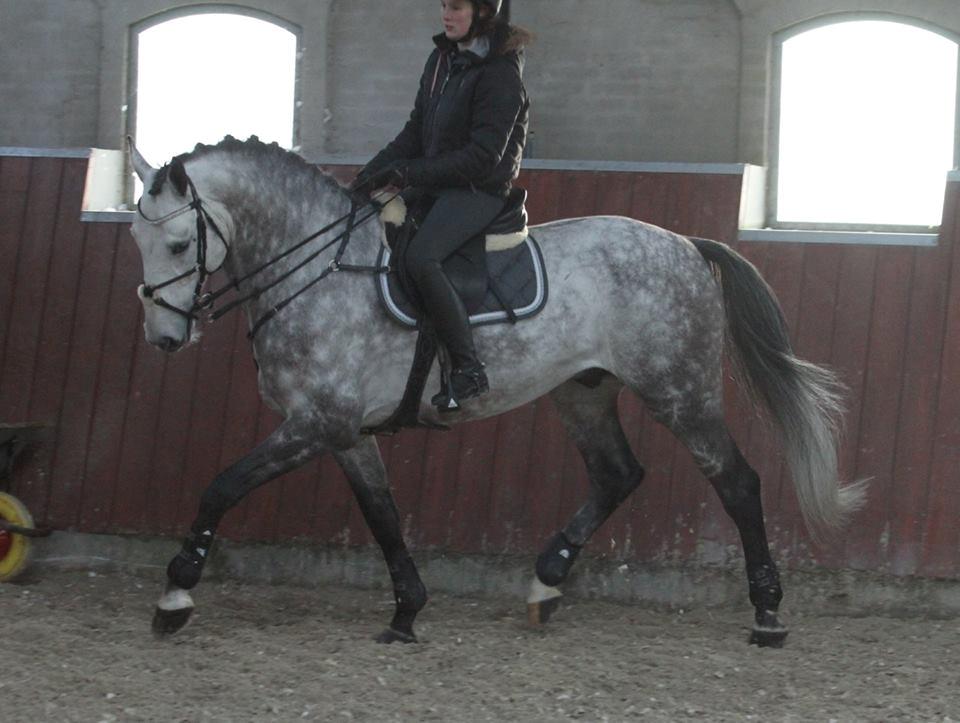 Anden særlig race C. G. Cool Cash billede 2