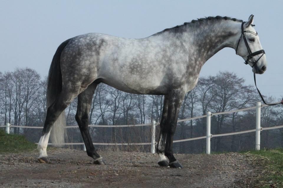 Anden særlig race C. G. Cool Cash billede 5