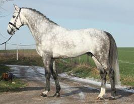 Anden særlig race C. G. Cool Cash billede 4