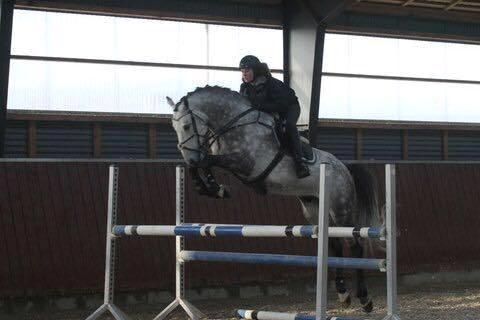 Anden særlig race C. G. Cool Cash billede 6