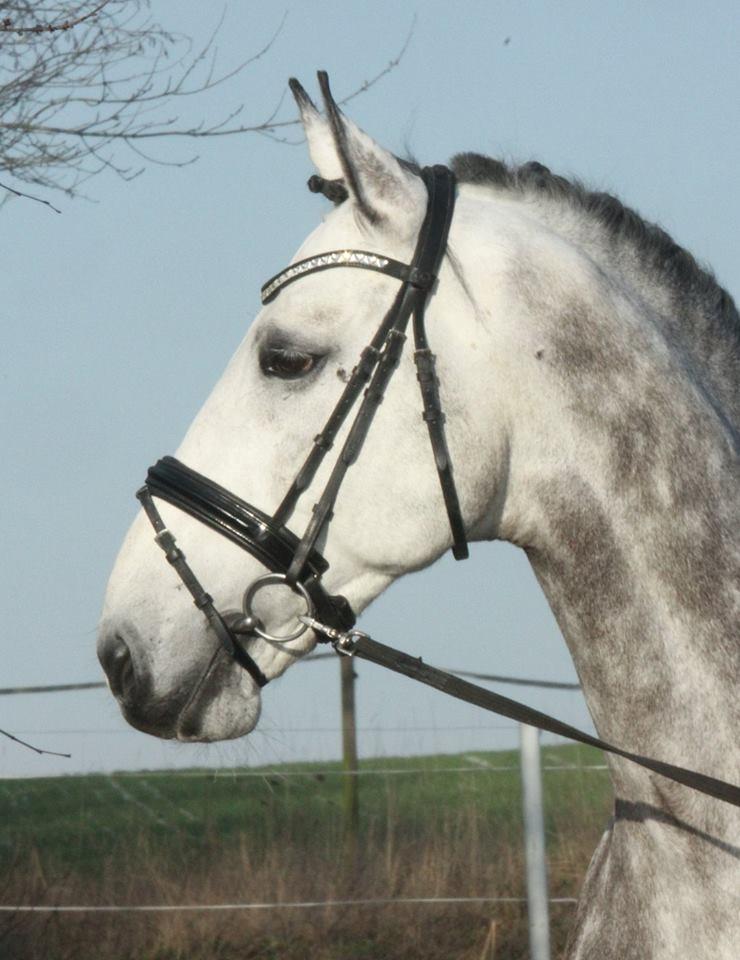 Anden særlig race C. G. Cool Cash billede 3