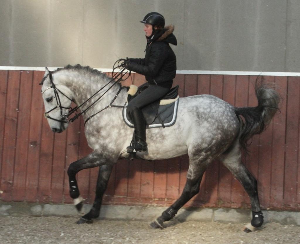 Anden særlig race C. G. Cool Cash billede 10