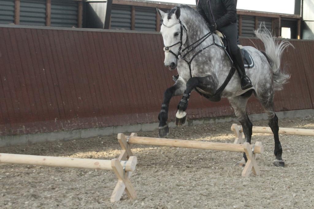 Anden særlig race C. G. Cool Cash billede 8