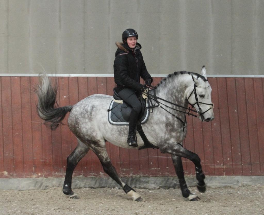 Anden særlig race C. G. Cool Cash billede 9