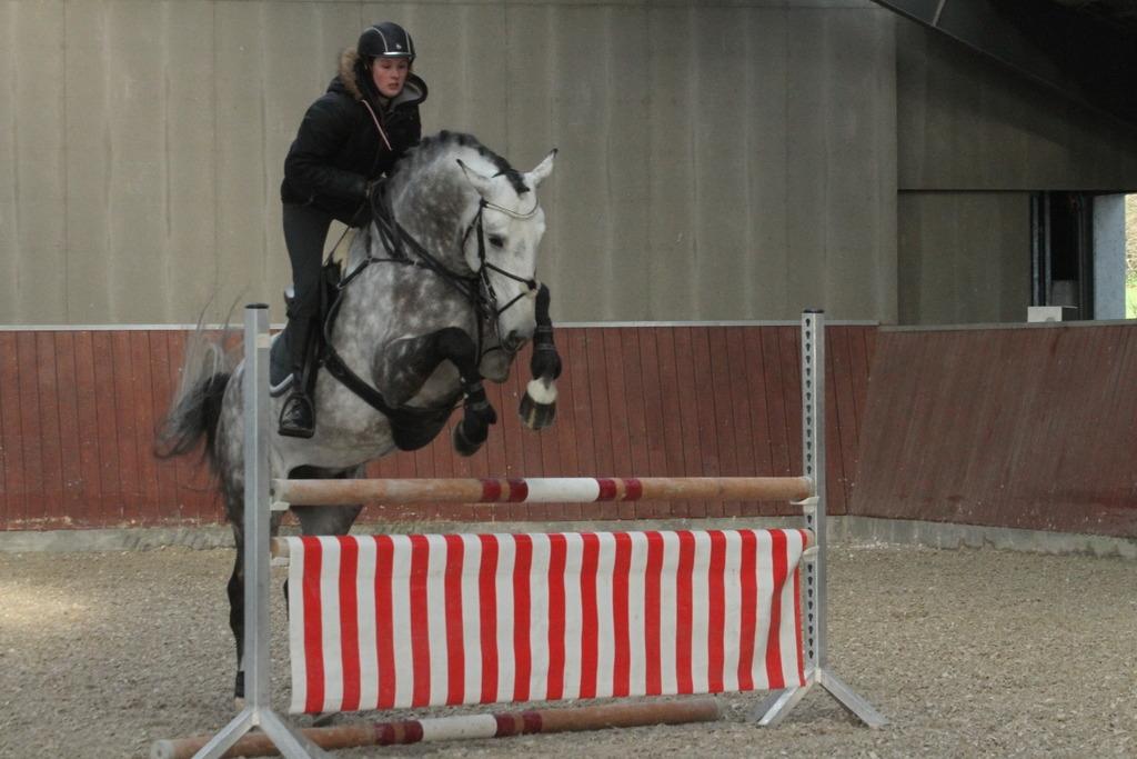 Anden særlig race C. G. Cool Cash billede 7