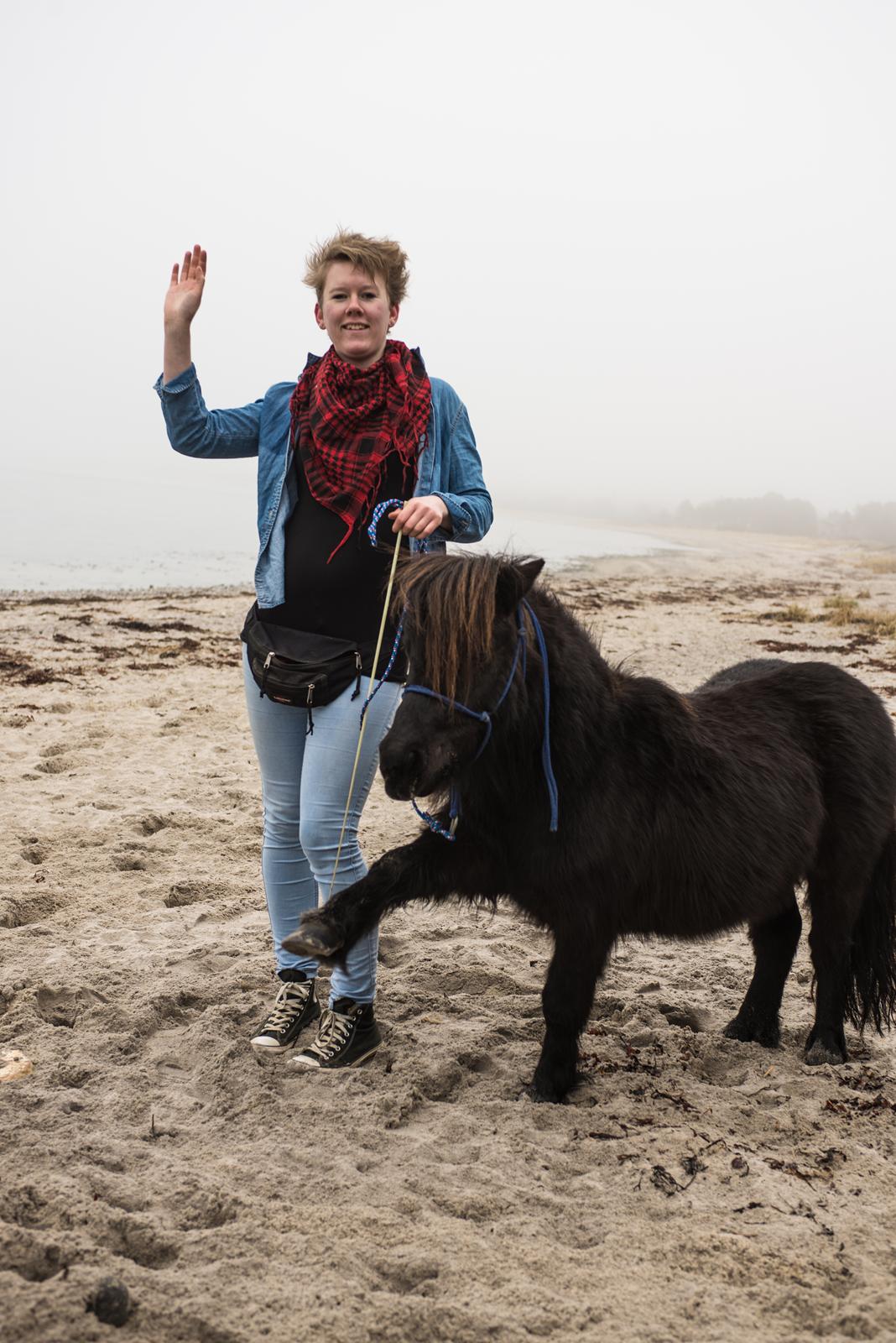 Shetlænder  karlsbjerggårds etello  billede 5