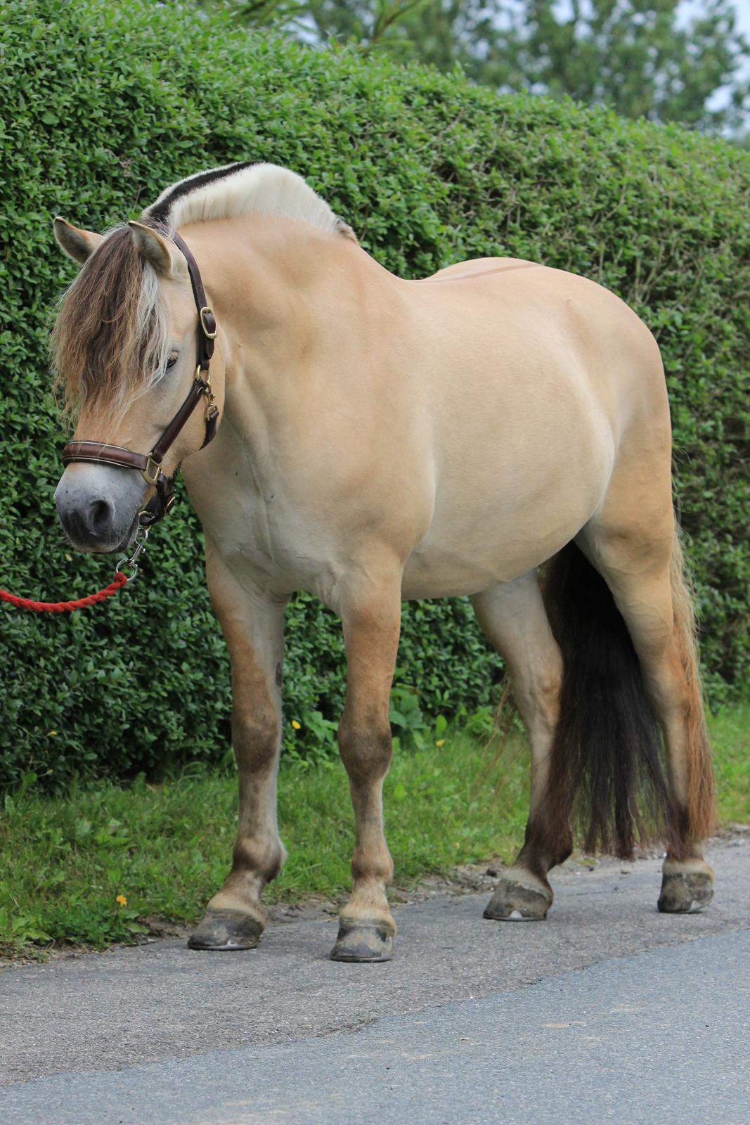 Fjordhest Lue klattrup billede 5