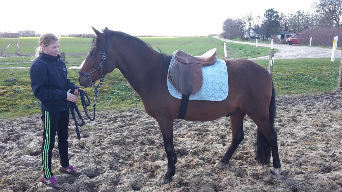 New Forest Mortensmindes picasso - Første gang med sadel billede 15