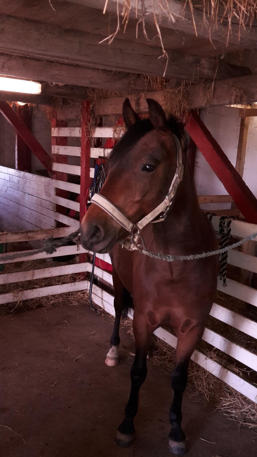 New Forest Mortensmindes picasso billede 16