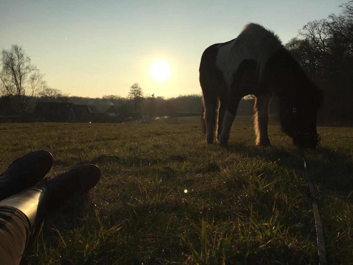 Islænder Galdur frá Farmen  billede 9