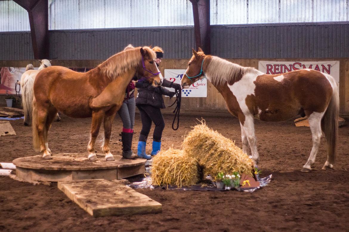 Anden særlig race Miss Dolly (Tamara)  - DHE Hey Day agility & trail 2016 - Foto af EquineGraphy billede 35