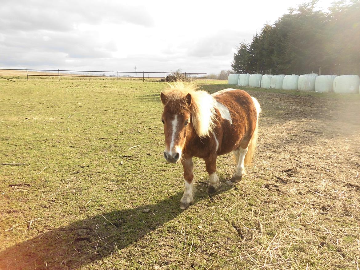 Shetlænder Mosbækmindes Felia billede 11