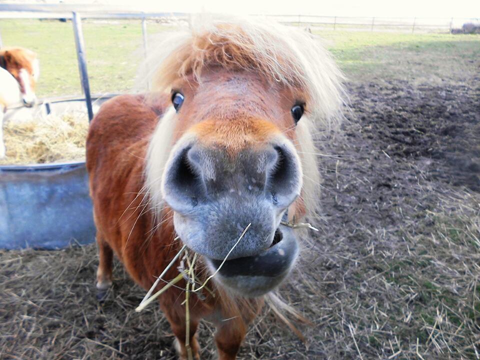 Shetlænder Flintdales Bjørk R.I.P  billede 8