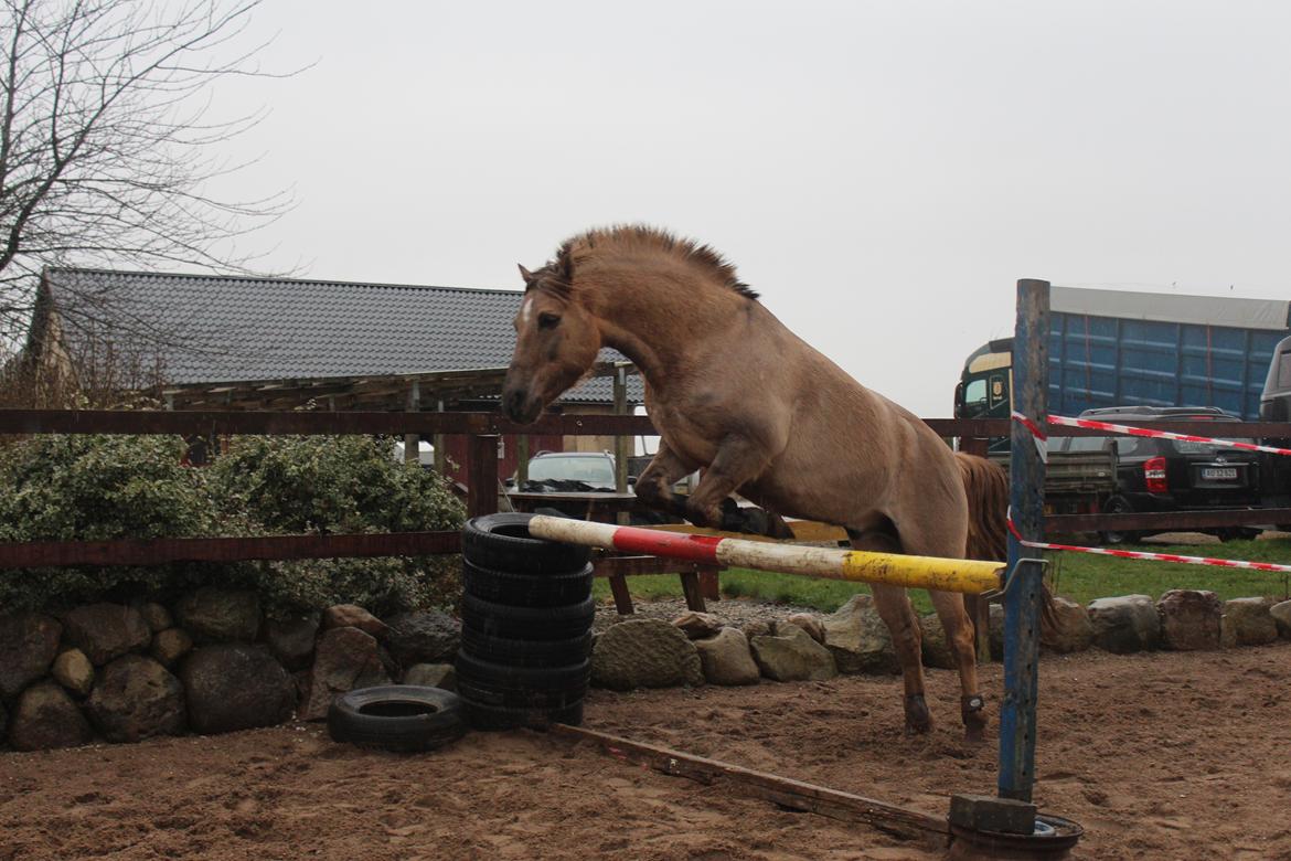 Anden særlig race Stald ax golden extreem billede 10