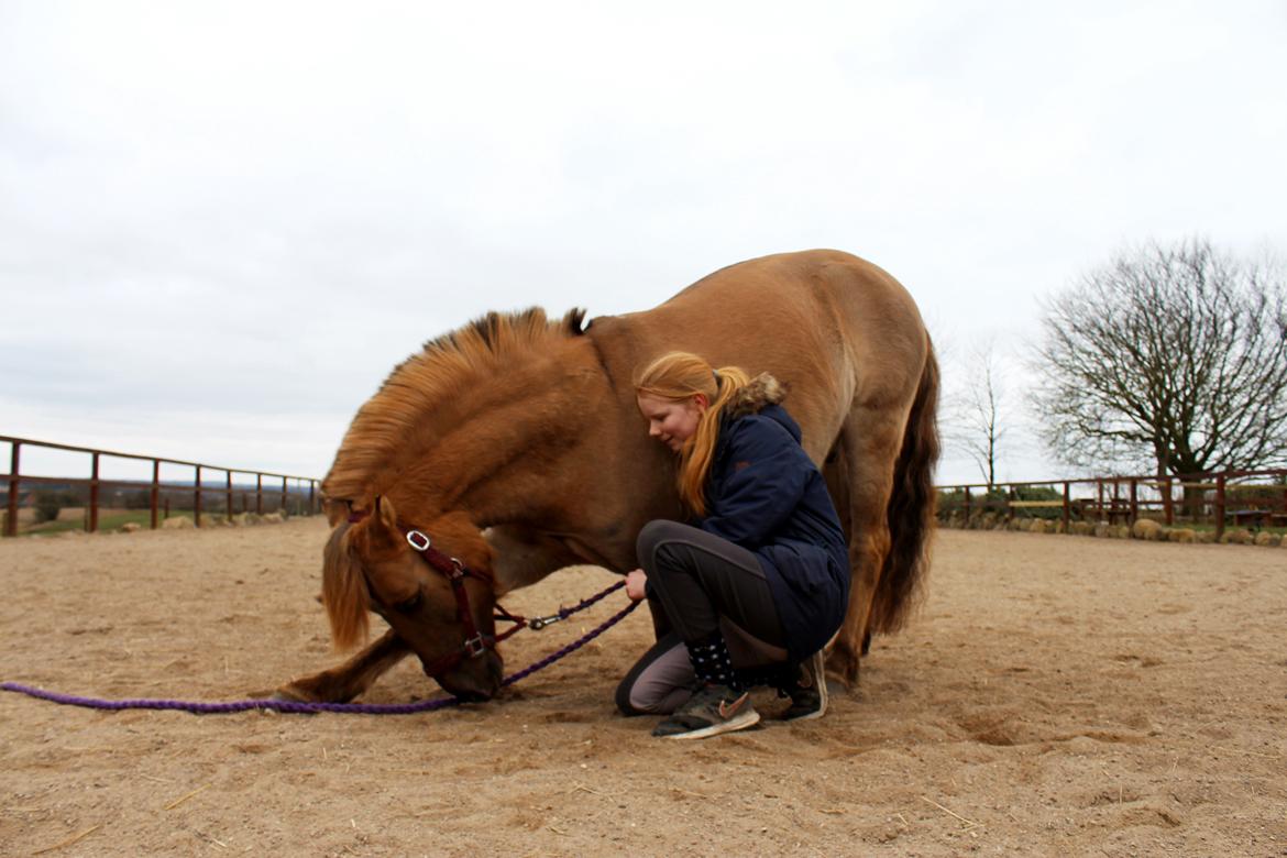 Anden særlig race Stald ax golden extreem billede 13