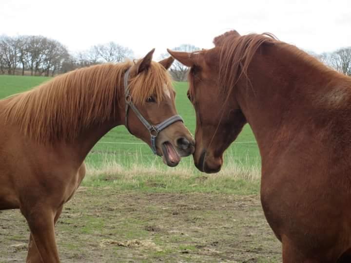 Arabisk fuldblod (OX) Emira bint Gharib ox *SOLGT* billede 26