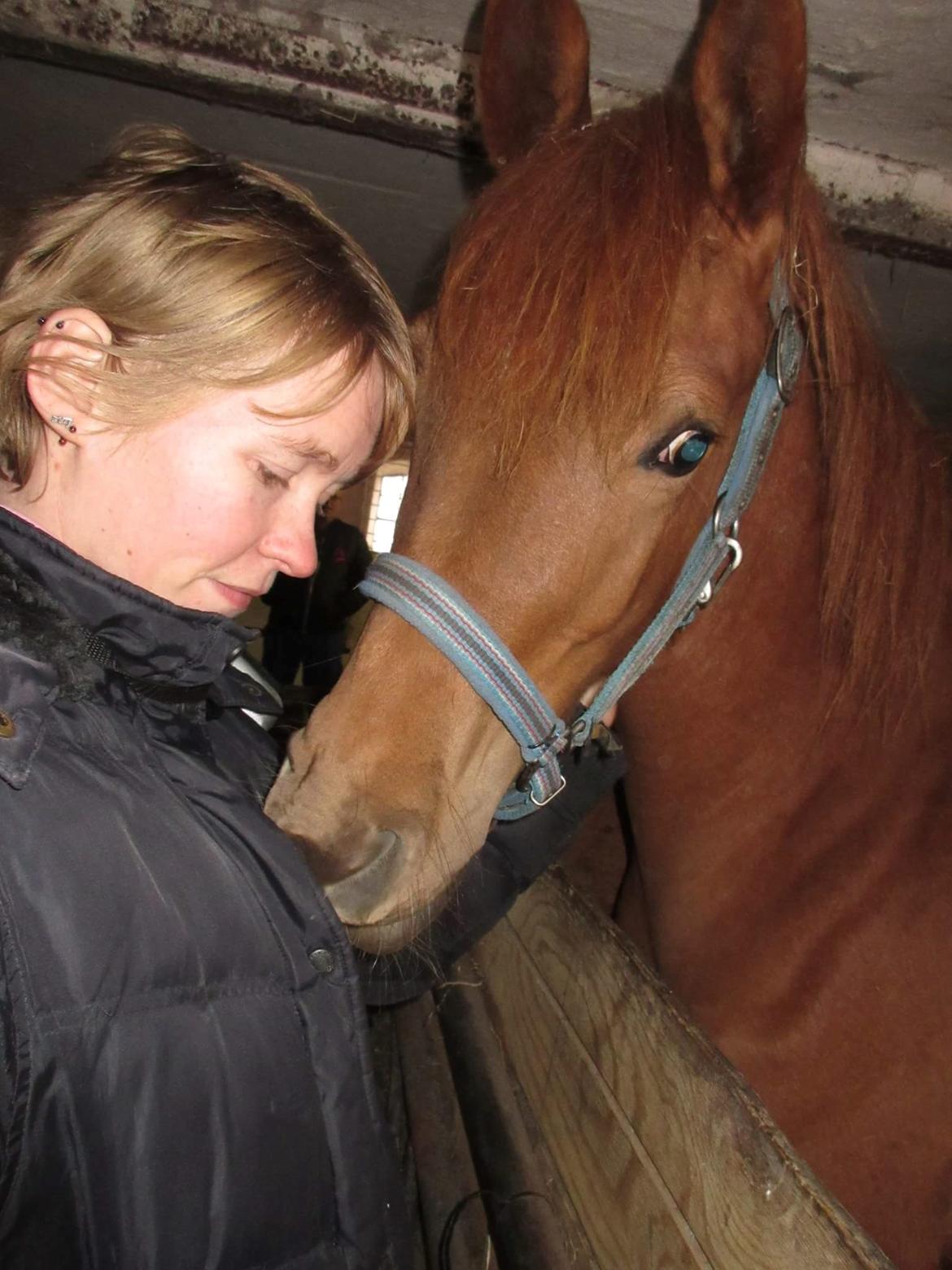 Arabisk fuldblod (OX) Emira bint Gharib ox *SOLGT* billede 27