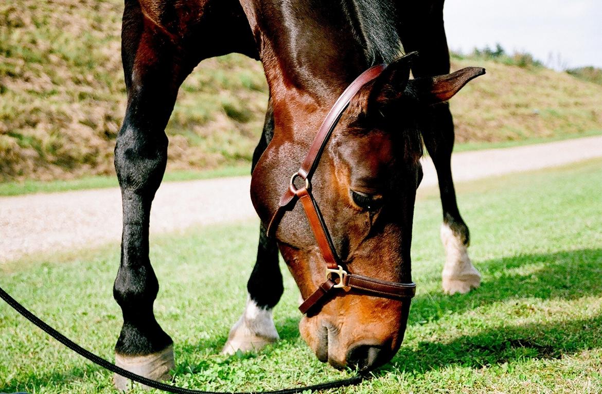 Anden særlig race Fredrik [Himmelhest] billede 1