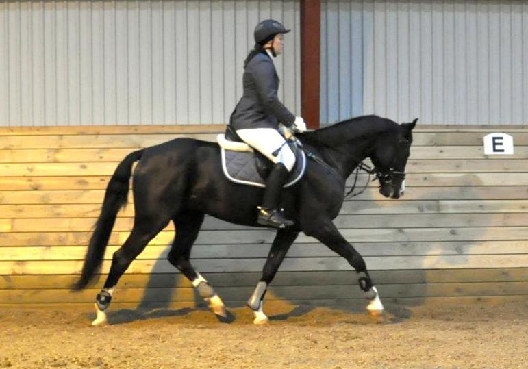 Hollandsk Varmblod Adisson billede 21