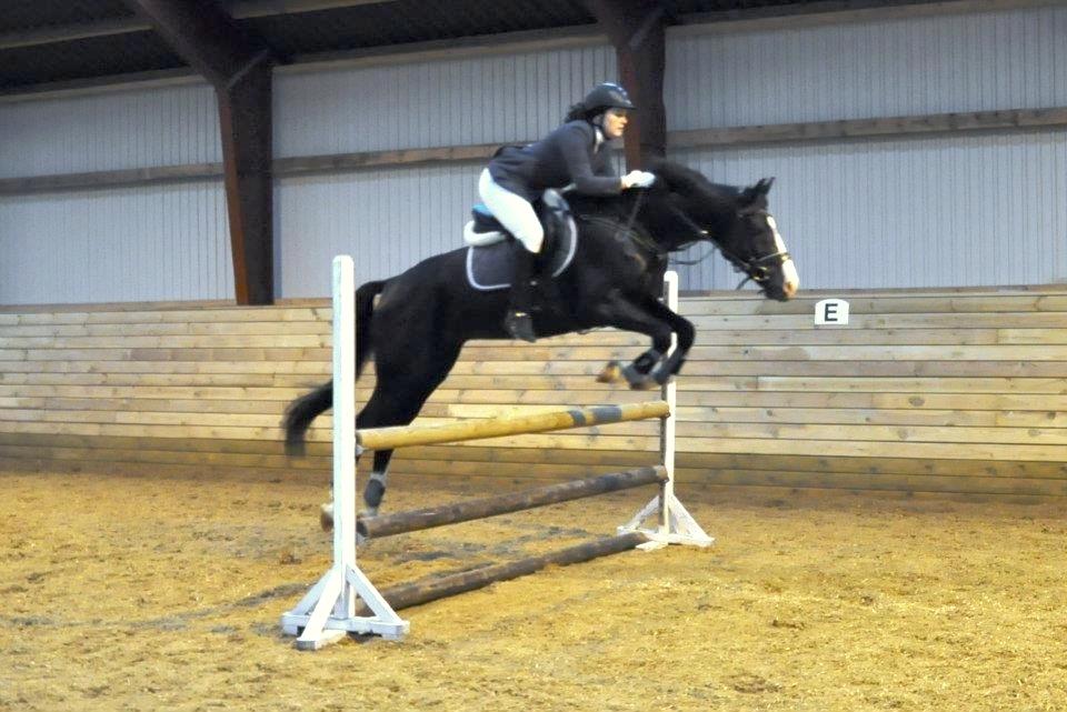 Hollandsk Varmblod Adisson billede 22