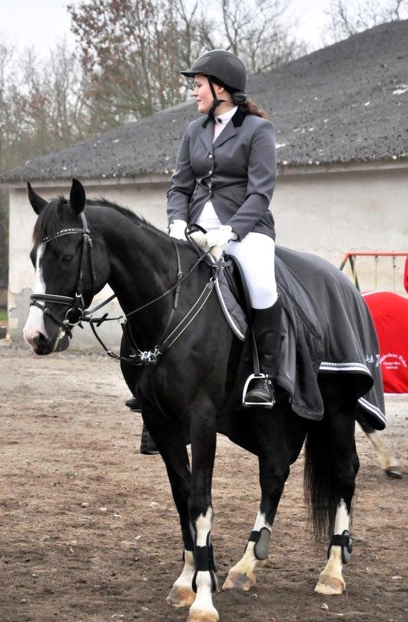 Hollandsk Varmblod Adisson billede 25