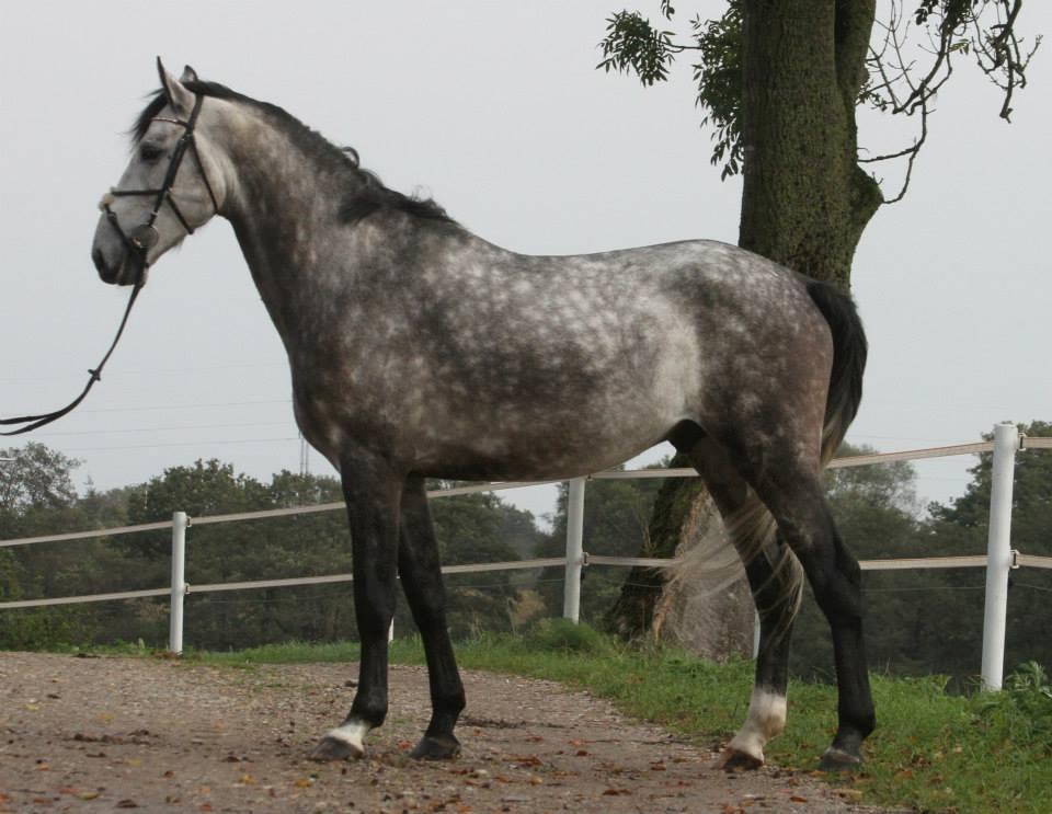 Anden særlig race C. G. Cool Cash - Coolie nov 2014 billede 11