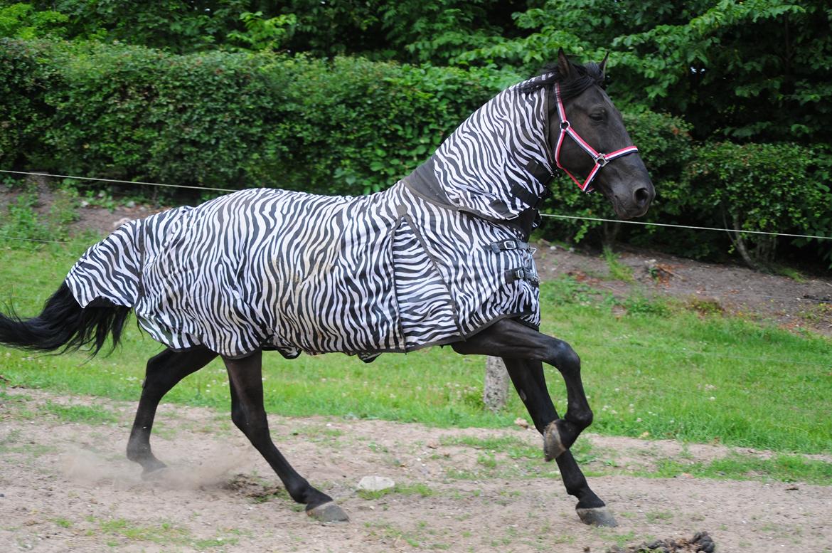 Lusitano Macho De José [Himmelhest] billede 49