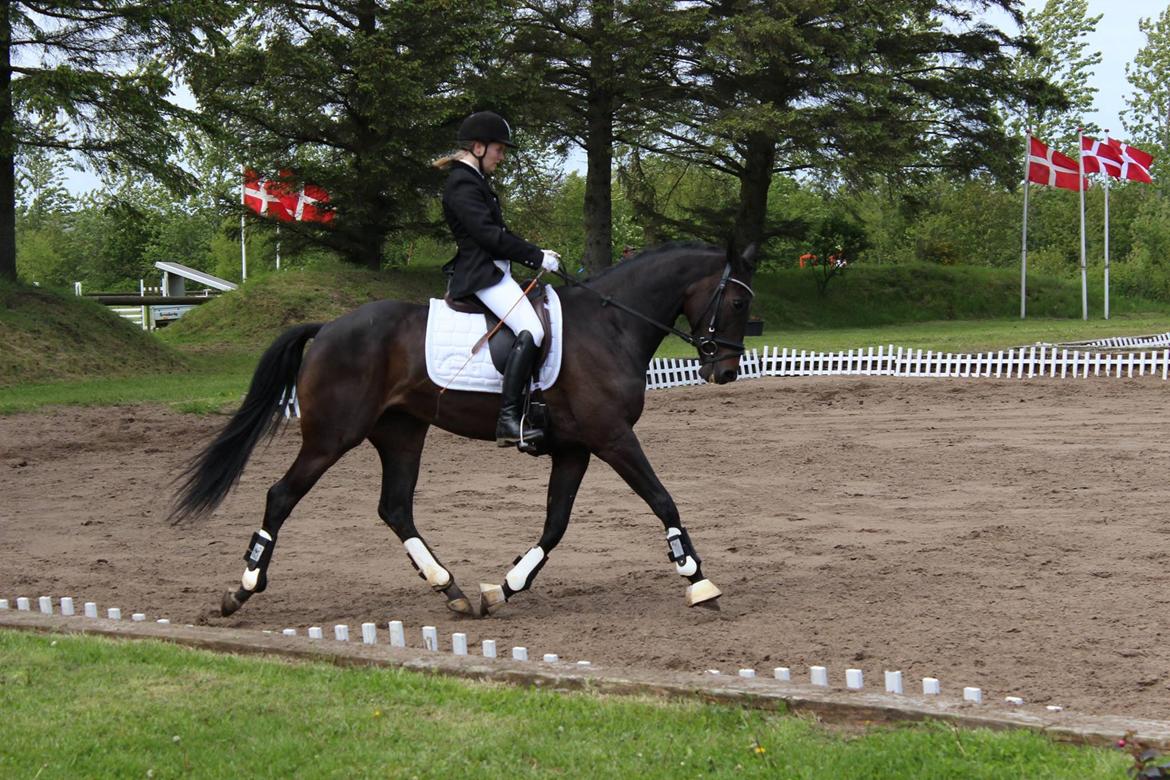 Dansk Varmblod Curly Ladegaard <3 billede 10