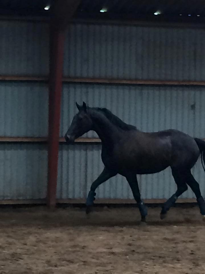 Dansk Varmblod Curly Ladegaard <3 billede 20