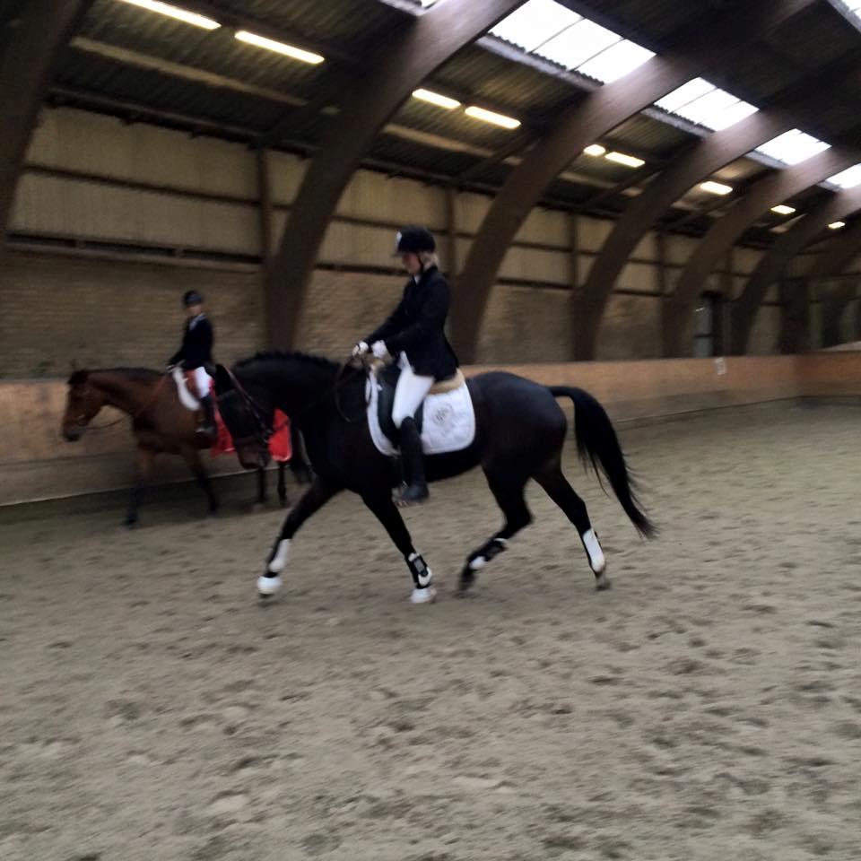 Dansk Varmblod Curly Ladegaard <3 billede 14