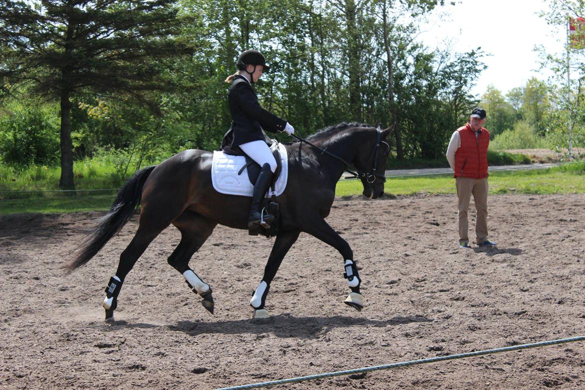 Dansk Varmblod Curly Ladegaard <3 billede 12