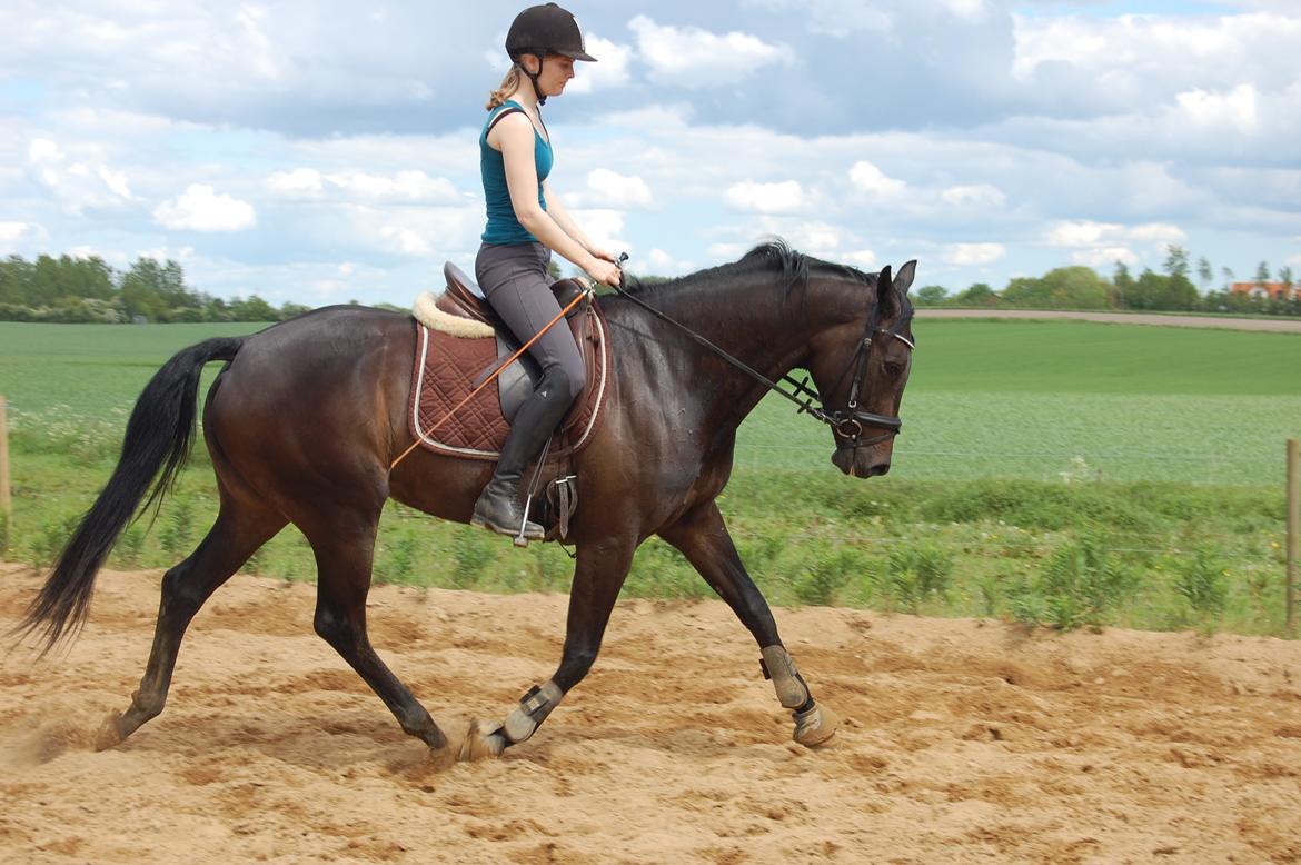 Dansk Varmblod Curly Ladegaard <3 billede 18