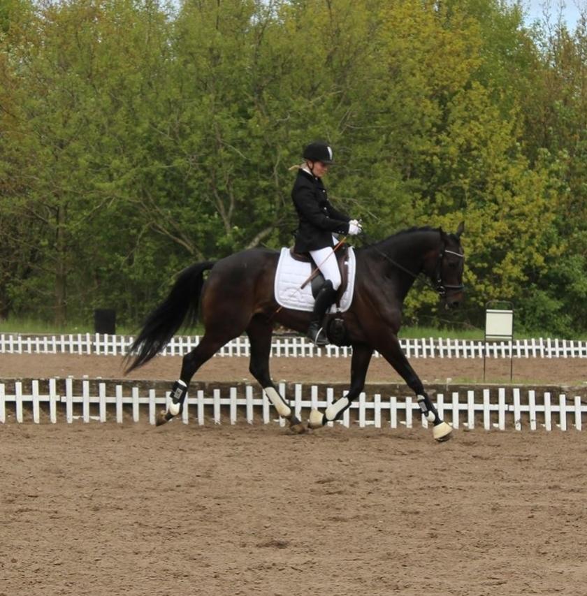 Dansk Varmblod Curly Ladegaard <3 billede 13