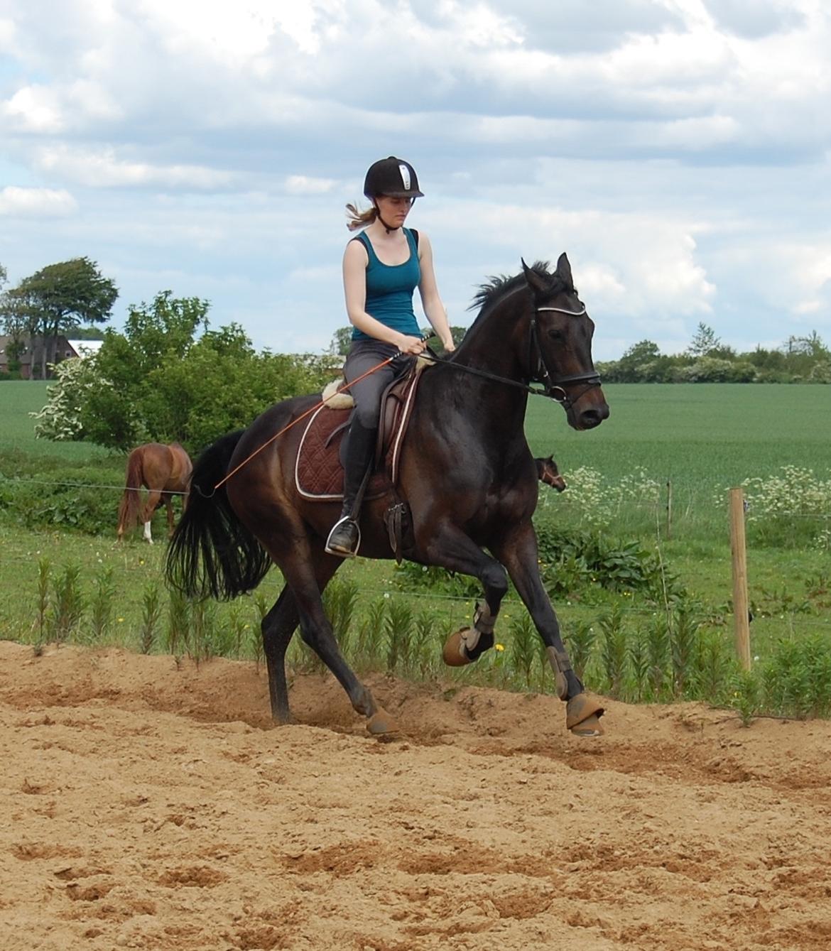 Dansk Varmblod Curly Ladegaard <3 billede 16