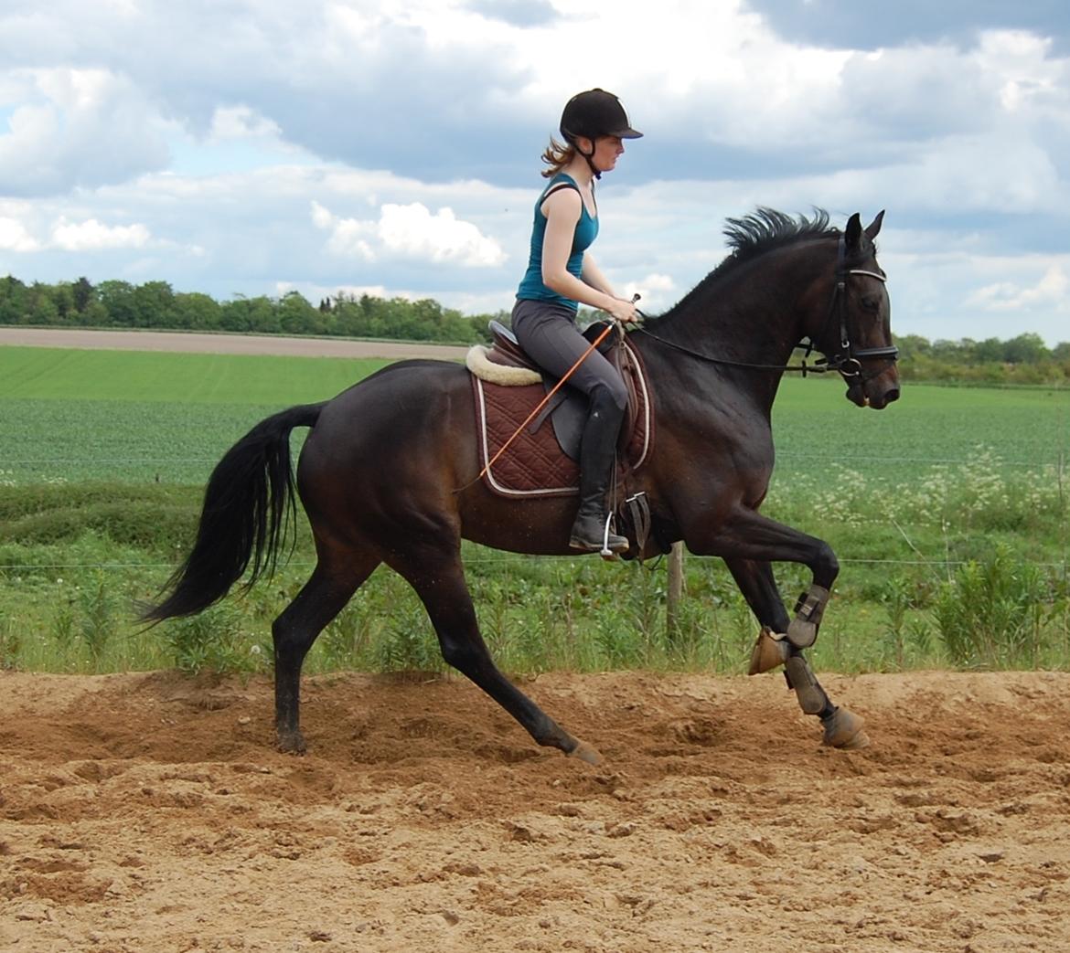 Dansk Varmblod Curly Ladegaard <3 billede 15