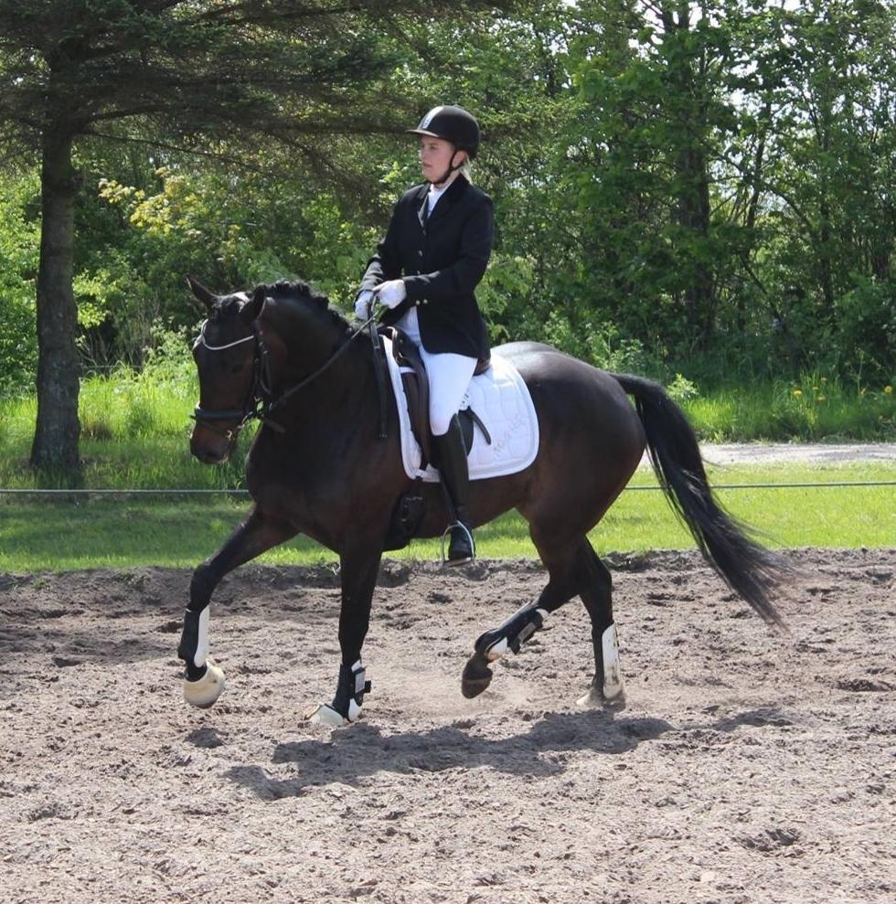 Dansk Varmblod Curly Ladegaard <3 billede 11