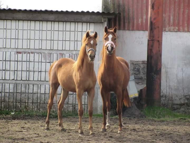 Arabisk fuldblod (OX) Emira bint Gharib ox *SOLGT* billede 28