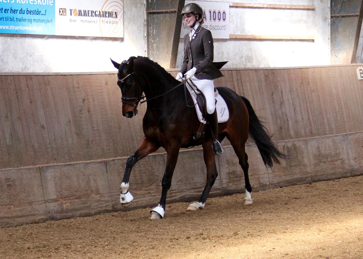 Dansk Varmblod Demi af Hedensminde billede 11