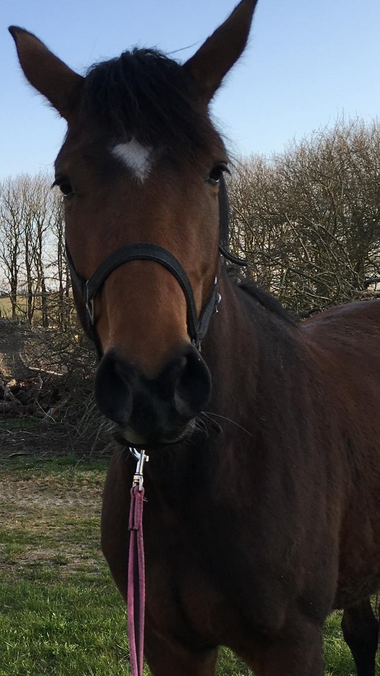 Dansk Varmblod Desire billede 10