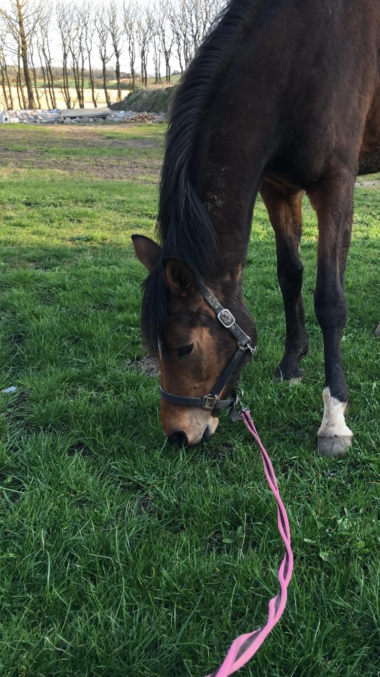 Dansk Varmblod Desire billede 13