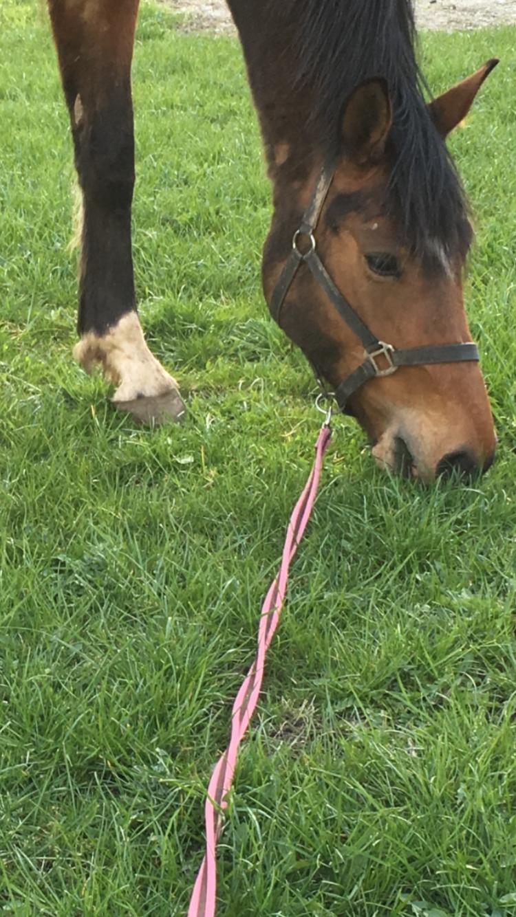 Dansk Varmblod Desire billede 14