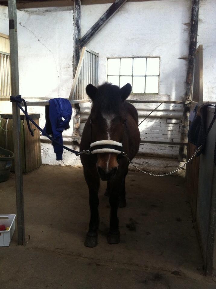 Anden særlig race Else { part } billede 17