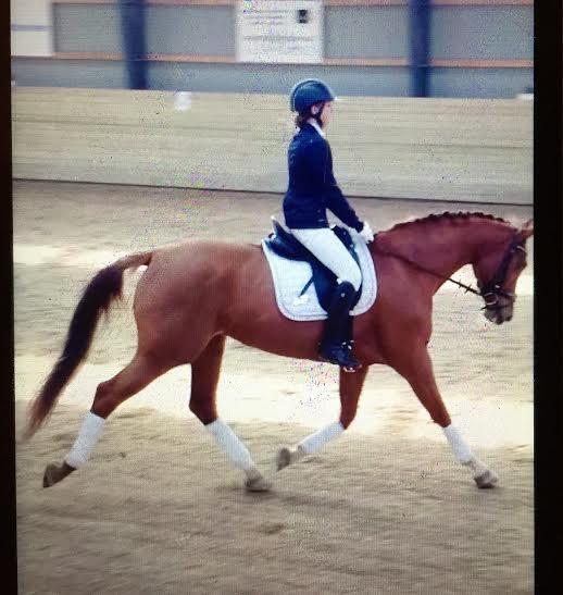 Anden særlig race Skovlunds Lacoste  - LB2 kosten var en stjerne  billede 10