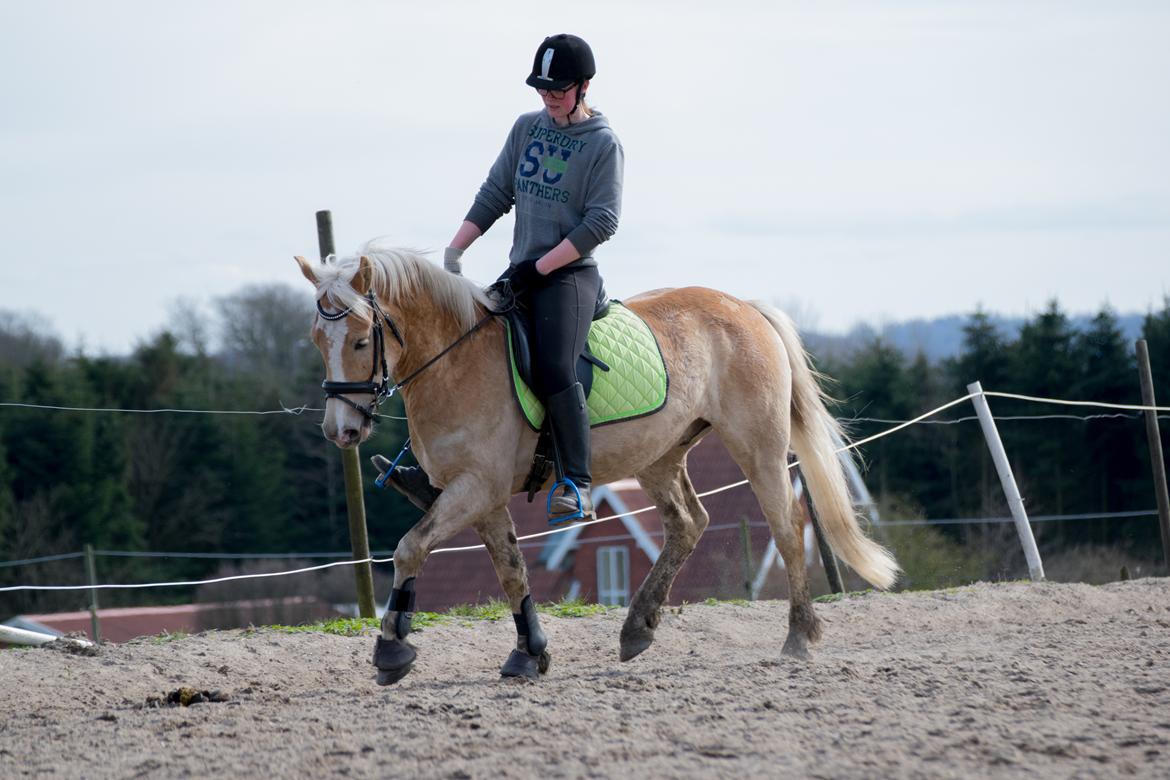 Haflinger Adobe billede 11