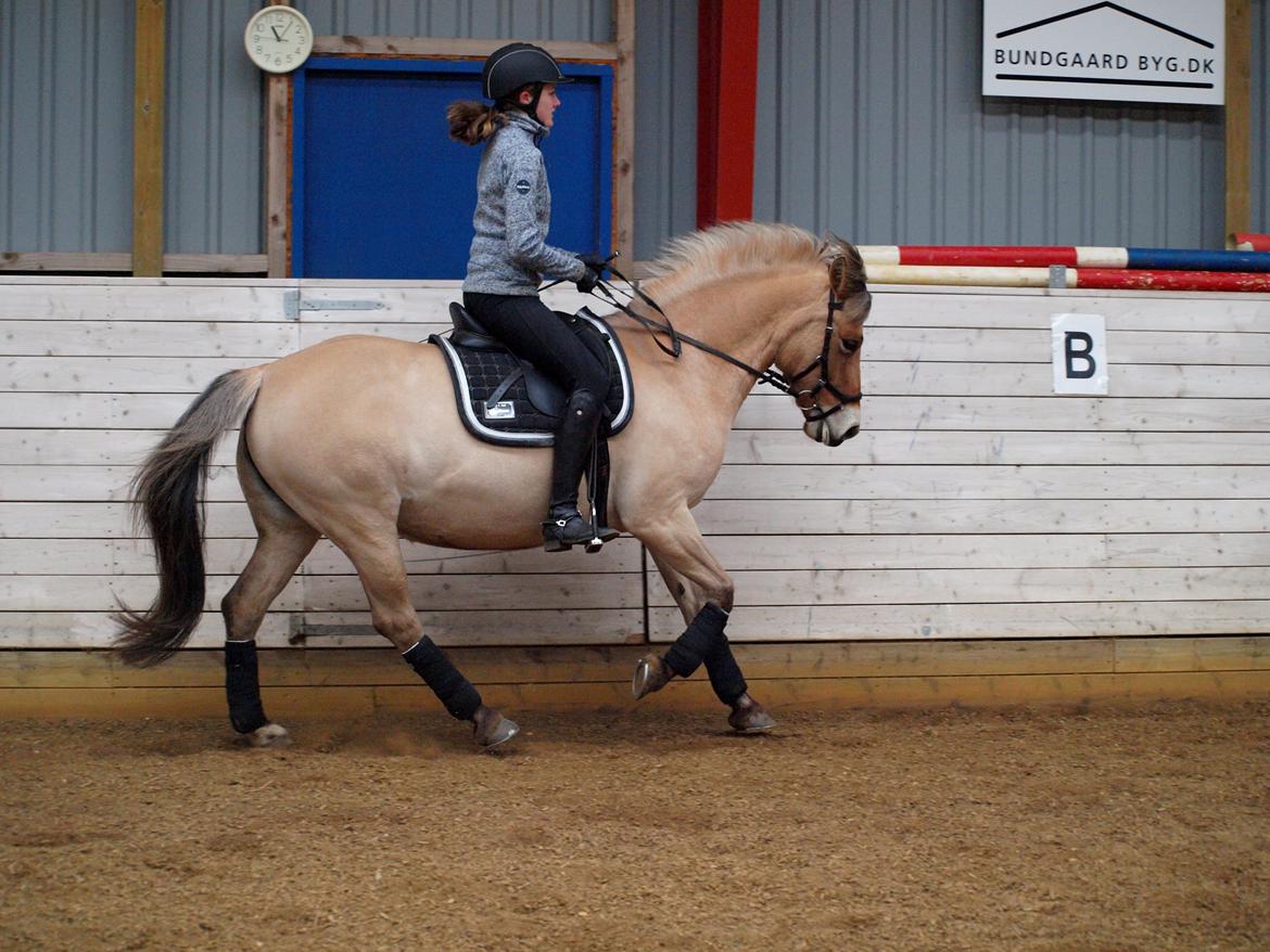 Anden særlig race Tøsne billede 12