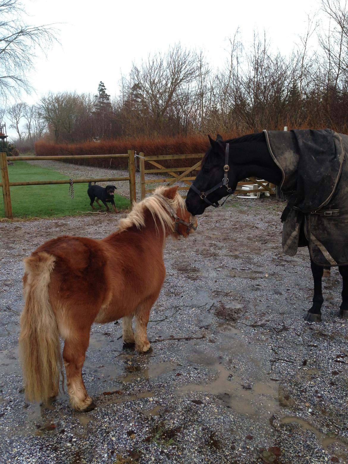 Anden særlig race jens billede 23