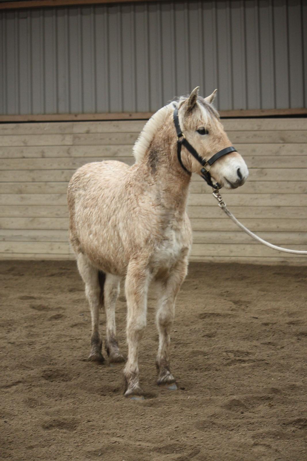 Fjordhest Ørvads lano billede 20